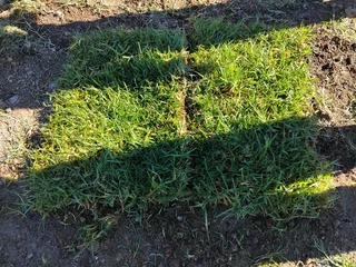 Kikuyu grass