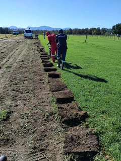 Berea grass, Buffalo, kikuyu and Cynodon