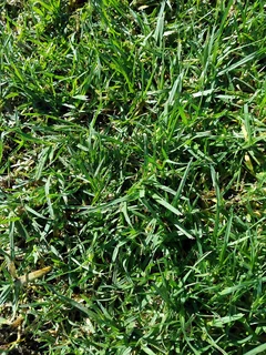 Berea grass, Buffalo, kikuyu and Cynodon