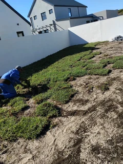 Berea grass, Buffalo, kikuyu and Cynodon