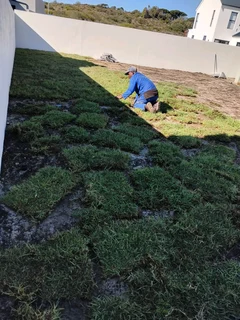 Berea grass, Buffalo, kikuyu and Cynodon