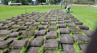 Roll on lawn Kikuyu grass