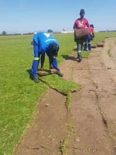 Roll on lawn Kikuyu grass