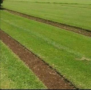 Roll on lawn Kikuyu grass