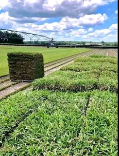 Roll on lawn Kikuyu grass