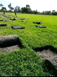 Roll on lawn Kikuyu grass