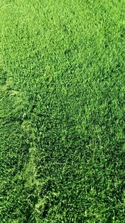 Roll on lawn Kikuyu grass