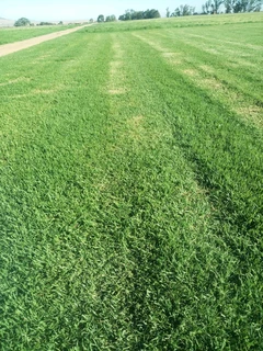 Roll on lawn Kikuyu grass