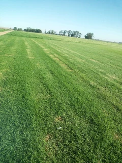 Roll on lawn Kikuyu grass