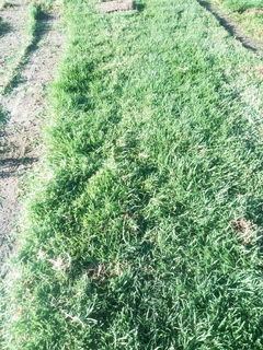 Roll on lawn Kikuyu grass