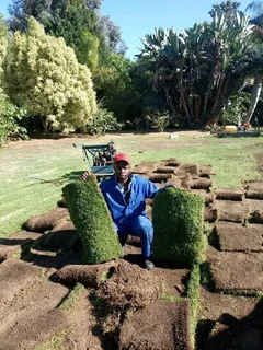 Green kikuyu grass fresh