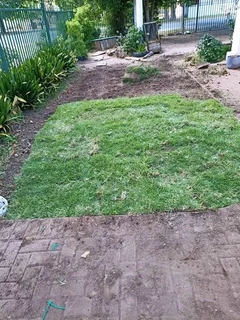 Green kikuyu grass fresh