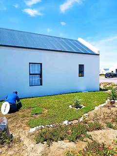 Green kikuyu grass fresh