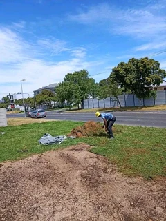 Green kikuyu grass fresh