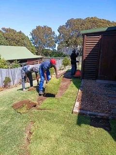 Green kikuyu grass fresh