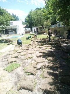 Buffalo,Kikuyu and Berea in stock