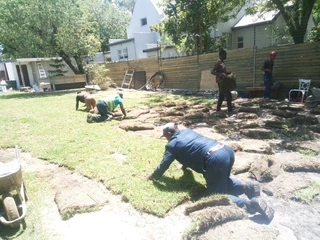 Buffalo,Kikuyu and Berea in stock