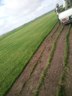 Buffalo,Kikuyu and Berea in stock