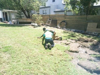 Buffalo,Kikuyu and Berea in stock