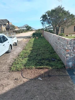 Weeds free kikuyu and Berea