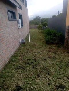 Weeds free kikuyu and Berea