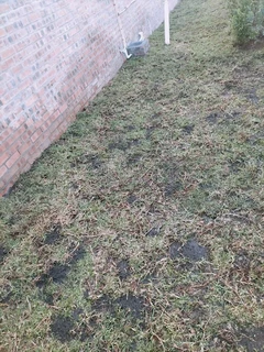 Weeds free kikuyu and Berea