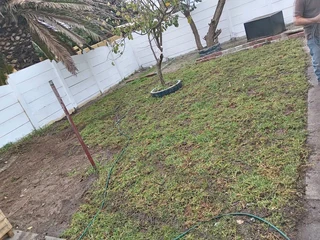 Weeds free kikuyu and Berea