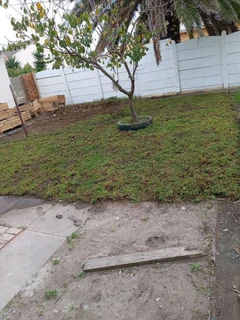 Weeds free kikuyu and Berea