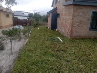 Weeds free kikuyu and Berea