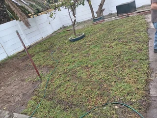 Weeds free kikuyu and Berea