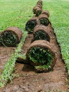 Instant lawn grass