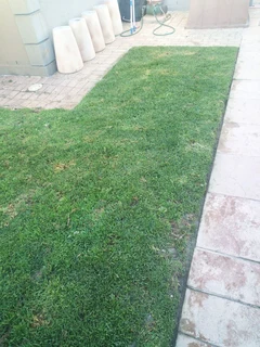 Instant lawn grass