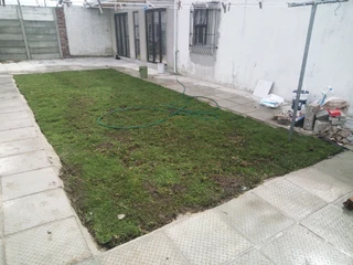 Instant lawn grass