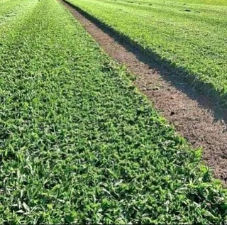 Fresh kikuyu grass from farm direct and compost providing as well our grass is totaly 100%weeds free