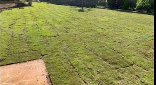 Fresh kikuyu grass from farm direct and compost providing as well our grass is totaly 100%weeds free