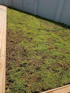 Fresh kikuyu grass from farm direct and compost providing as well our grass is totaly 100%weeds free