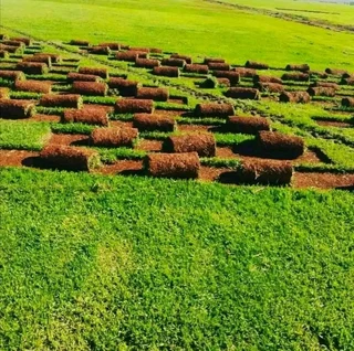 Fresh kikuyu grass from farm direct and compost providing as well our grass is totaly 100%weeds free