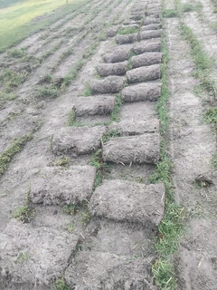 Fresh grass kikuyu weeds free