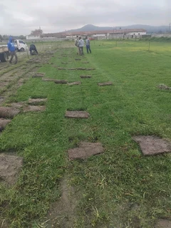 Fresh grass kikuyu weeds free