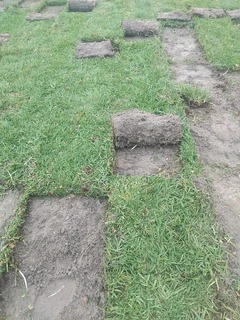 Fresh grass kikuyu weeds free