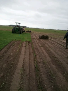 Kikuyu,buffalo and berea