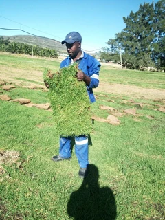 Kikuyu,buffalo and berea