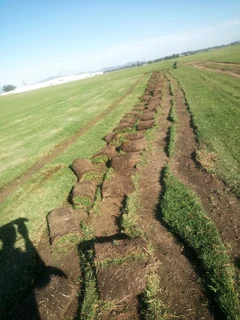 Kikuyu,buffalo and berea