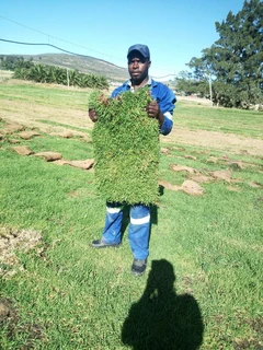 Kikuyu,buffalo and berea