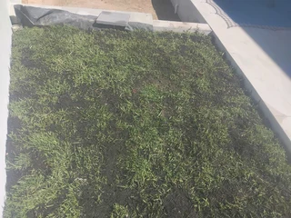 Fresh from farm grass