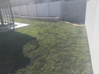 Instant lawn grass