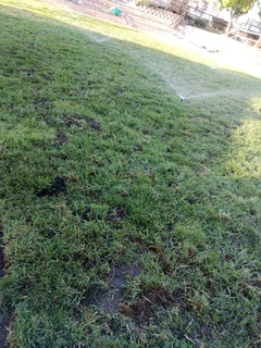 Lm berea,buffalo and kikuyu grass