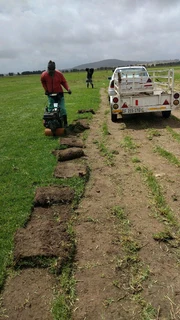 Fresh kikuyu and berea