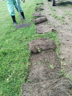 Fresh kikuyu and berea