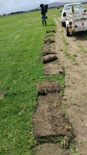 Fresh kikuyu and berea